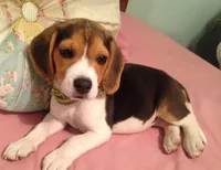 Beagle, a female Beagle for sale in Fountain Valley, CA – 1 of 1