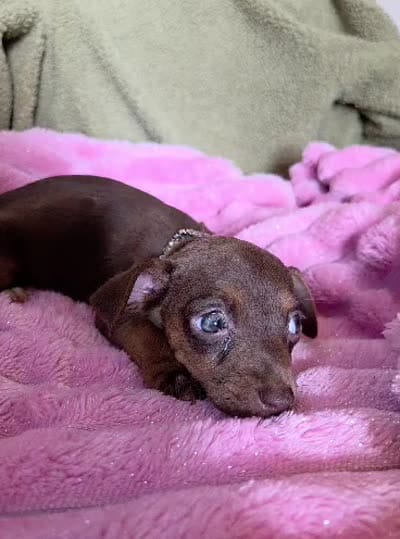 Cocoa, a female Chihuahua for sale in Santa Fe Springs, CA – 4 of 5