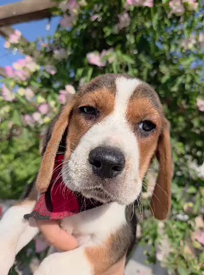 Beagle , a male Beagle for sale in Fountain Valley, CA – 2 of 2