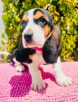  Basset hound, a female Basset Hound for sale in Fountain Valley, CA – 2 of 4