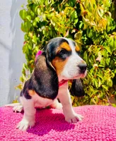  Basset hound, a female Basset Hound for sale in Fountain Valley, CA – 1 of 4