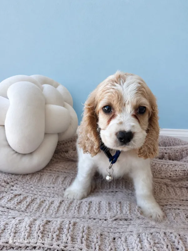 Cocker spaniel  – Cocker Spaniel puppy for sale in Fountain Valley, CA