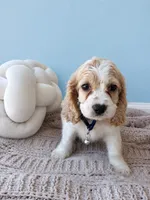 Cocker spaniel , a male Cocker Spaniel for sale in Fountain Valley, CA – 1 of 2