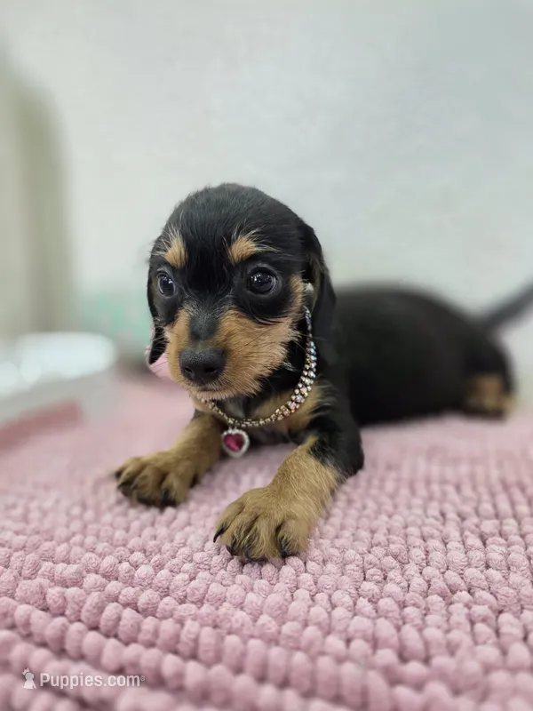 Miniature dachshund  – Miniature Dachshund puppy for sale in Fountain Valley, CA