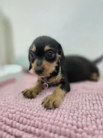 Miniature dachshund , a female Miniature Dachshund for sale in Fountain Valley, CA – 1 of 7