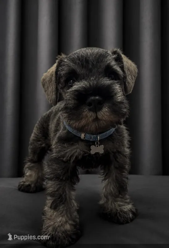 Schnauzer miniature  – Miniature Schnauzer puppy for sale in Fountain Valley, CA
