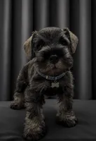 Schnauzer miniature , a male Miniature Schnauzer for sale in Fountain Valley, CA – 1 of 1