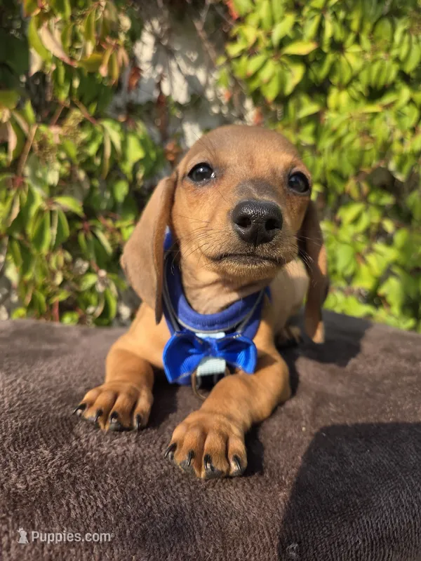Rex  – Dachshund puppy for sale in Fountain Valley, CA