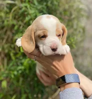 Archie  , a male Beagle for sale in Fountain Valley, CA – 2 of 2