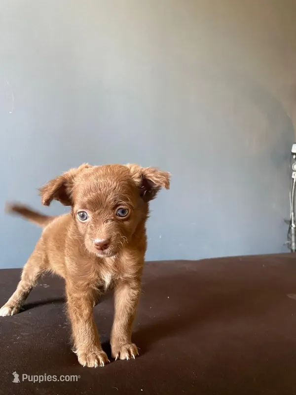  long hair Chihuahua   – Chihuahua puppy for sale in Fountain Valley, CA