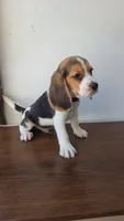 Beagle, a male Beagle for sale in Santa Fe Springs, CA – 2 of 3