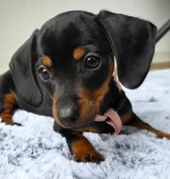 Miniature Dachshund  , a female Miniature Dachshund for sale in Fountain Valley, CA – 3 of 3