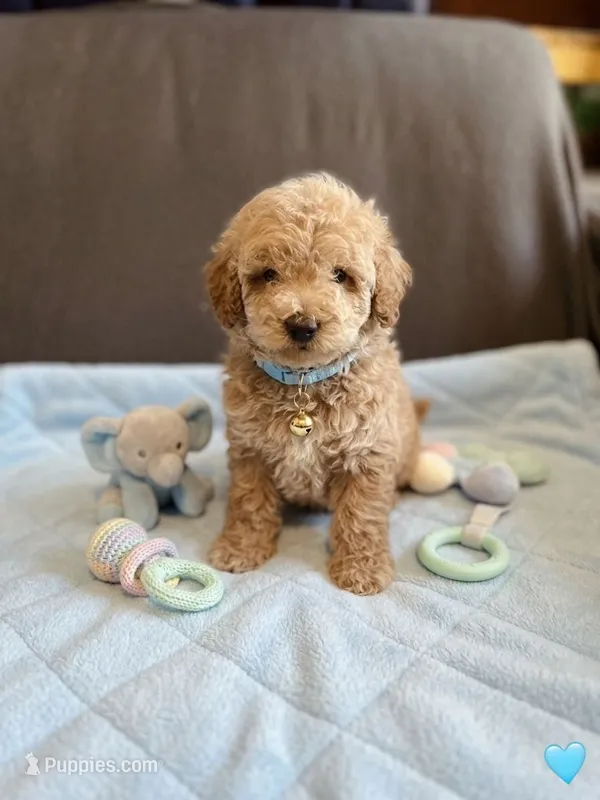Maltipoo – Maltipoo puppy for sale in Fountain Valley, CA