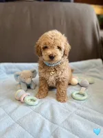 Maltipoo, a male Maltipoo for sale in Fountain Valley, CA – 1 of 1