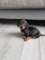 Dachshund Miniature , a male Miniature Dachshund for sale in Fountain Valley, CA – 3 of 3