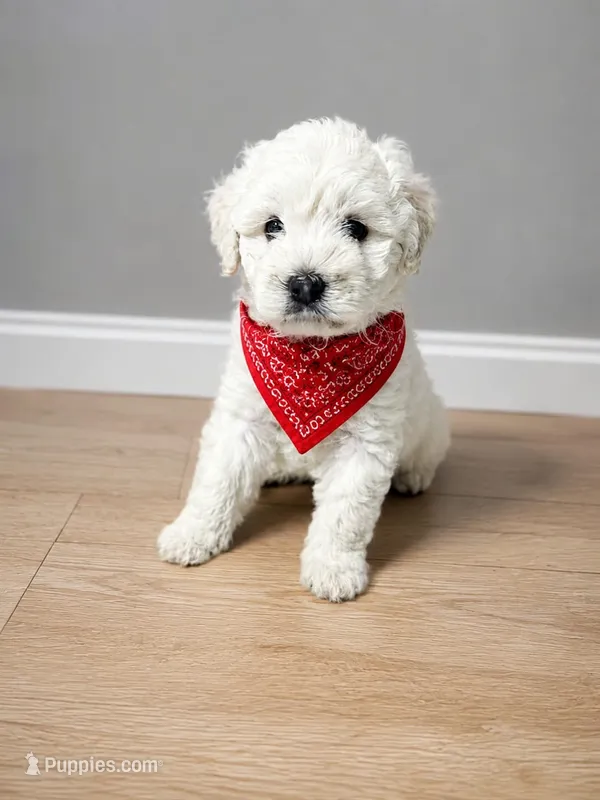 Maltipoo – Maltipoo puppy for sale in Fountain Valley, CA