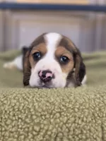 Bella, a female Beagle for sale in Santa Fe Springs, CA – 2 of 6