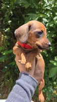 Dachshund Miniature , a male Miniature Dachshund for sale in Fountain Valley, CA – Photo 3 of 3