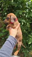 Dachshund Miniature , a male Miniature Dachshund for sale in Fountain Valley, CA – Photo 2 of 3