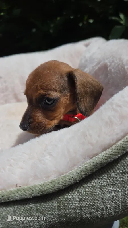 Dachshund Miniature  – Miniature Dachshund puppy for sale in Fountain Valley, CA