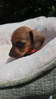 Dachshund Miniature , a male Miniature Dachshund for sale in Fountain Valley, CA – Photo 1 of 3