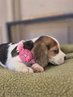 Bella, a female Beagle for sale in Santa Fe Springs, CA – 5 of 6