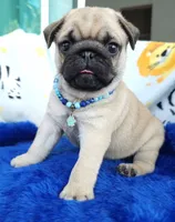 Pug, a male Pug for sale in Fountain Valley, CA – 2 of 3