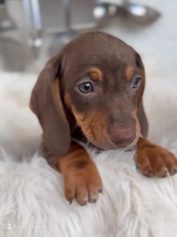Hersheys  – Dachshund puppy for sale in Fountain Valley, CA