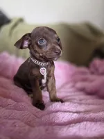 Cocoa, a female Chihuahua for sale in Santa Fe Springs, CA – 3 of 5