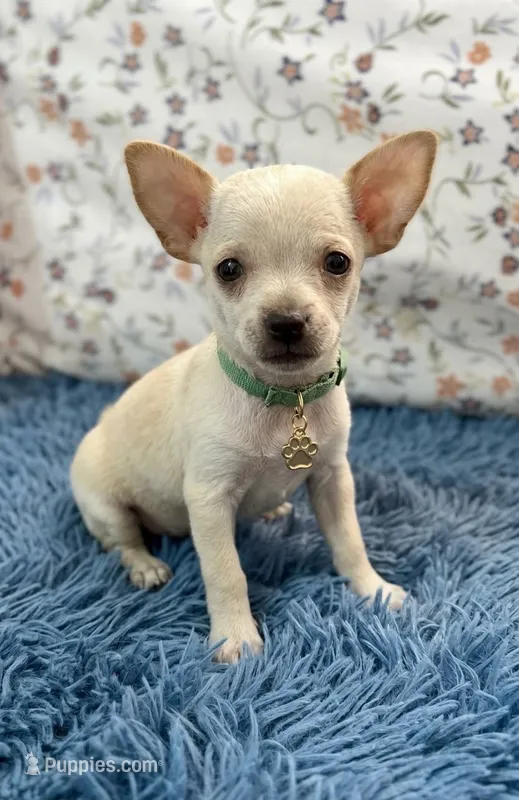 Casper – Chihuahua puppy for sale in Santa Fe Springs, CA