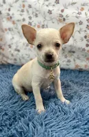 Casper, a male Chihuahua for sale in Santa Fe Springs, CA – 1 of 1
