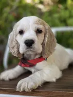 English cocker spaniel , a male English Cocker Spaniel for sale in Fountain Valley, CA – 3 of 3
