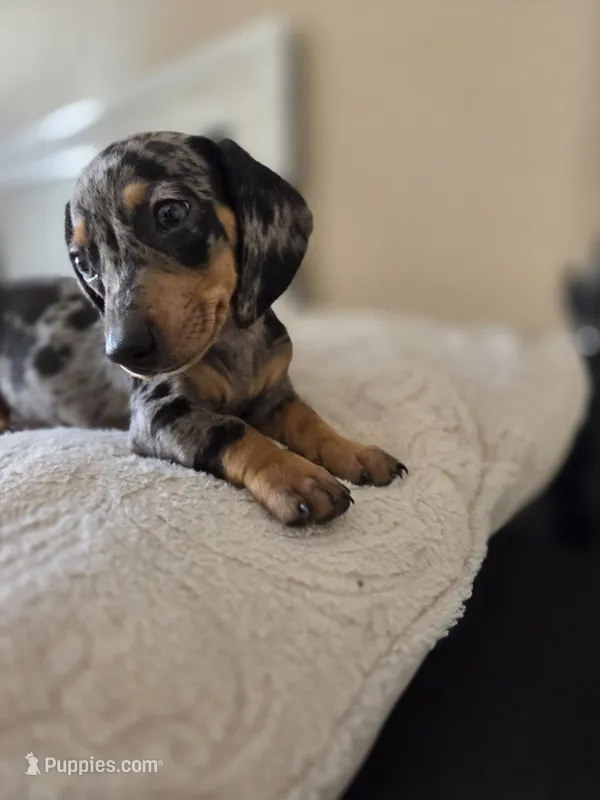 Dominic  – Miniature Dachshund puppy for sale in Fountain Valley, CA