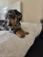 Dominic , a male Miniature Dachshund for sale in Fountain Valley, CA – 1 of 4
