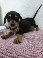 Miniature dachshund , a female Miniature Dachshund for sale in Fountain Valley, CA – 7 of 7
