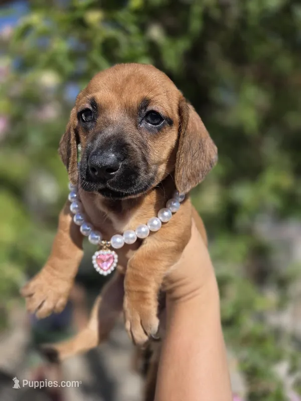Dachshund miniature  – Miniature Dachshund puppy for sale in Fountain Valley, CA
