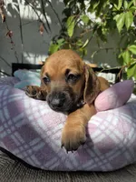 Dachshund miniature , a female Miniature Dachshund for sale in Fountain Valley, CA – 2 of 5