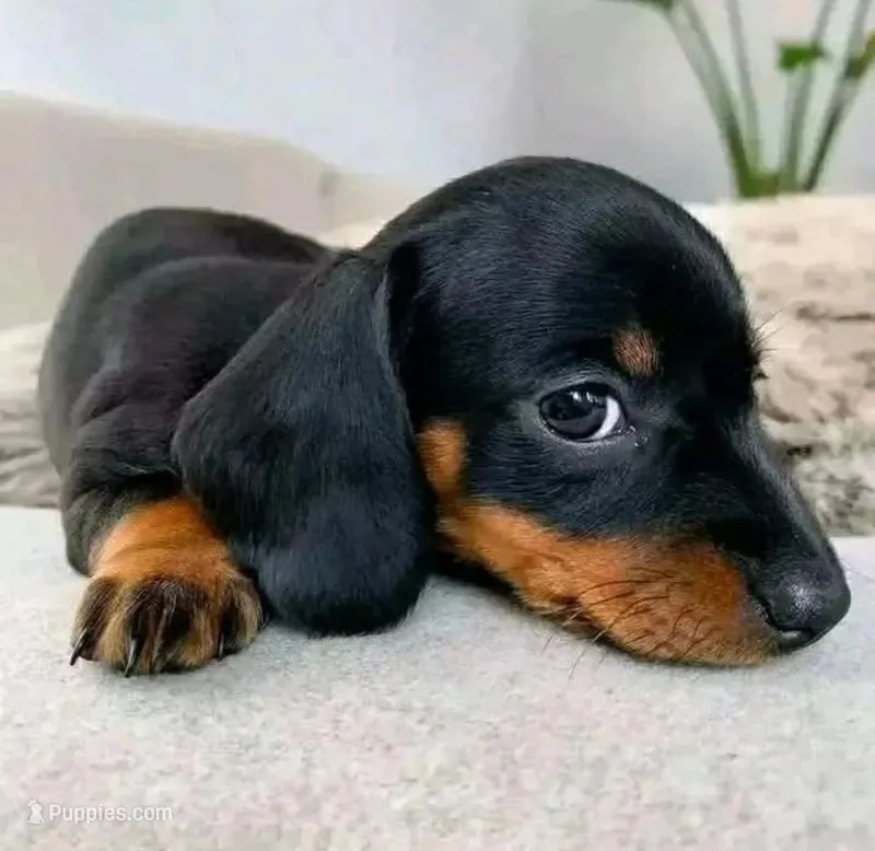 Timotee – Miniature Dachshund puppy for sale in Santa Fe Springs, CA