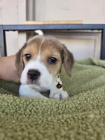 Beagle , a male Beagle for sale in Fountain Valley, CA – 3 of 3