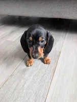Dachshund Miniature , a male Miniature Dachshund for sale in Fountain Valley, CA – 2 of 3