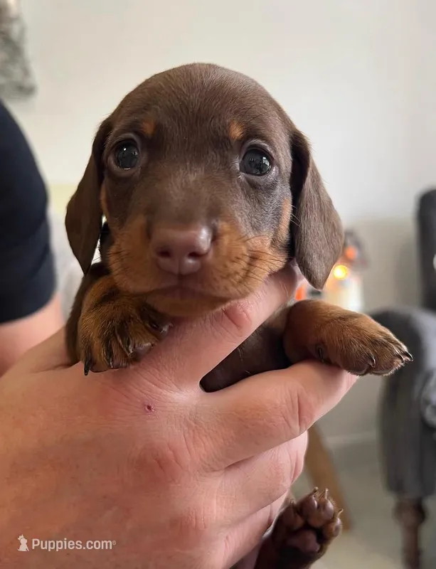 Dachshund Miniature  – Miniature Dachshund puppy for sale in Fountain Valley, CA