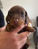 Dachshund Miniature , a male Miniature Dachshund for sale in Fountain Valley, CA – 1 of 1