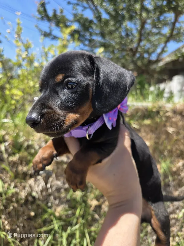 Dachshund miniature  – Miniature Dachshund puppy for sale in Fountain Valley, CA