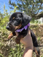 Dachshund miniature , a female Miniature Dachshund for sale in Fountain Valley, CA – 1 of 4