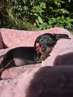 Dachshund Miniature , a female Miniature Dachshund for sale in Fountain Valley, CA – Photo 2 of 5