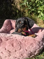 Dachshund Miniature , a female Miniature Dachshund for sale in Fountain Valley, CA – Photo 4 of 5