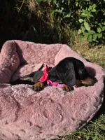 Dachshund Miniature , a female Miniature Dachshund for sale in Fountain Valley, CA – Photo 5 of 5
