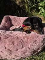 Dachshund Miniature , a female Miniature Dachshund for sale in Fountain Valley, CA – Photo 3 of 5
