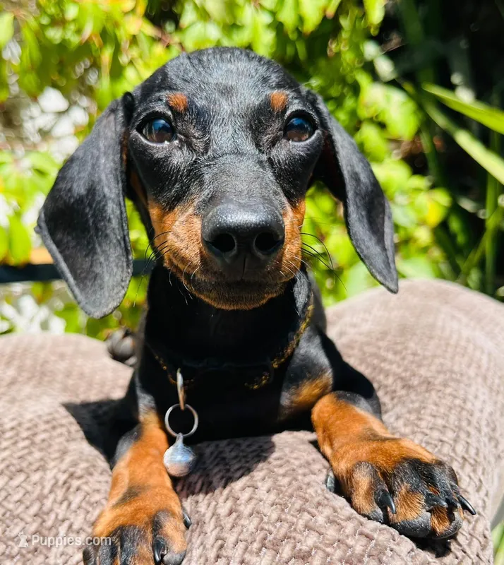 Dachshund  – Dachshund puppy for sale in Fountain Valley, CA