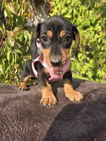 Frida, a female Dachshund for sale in Fountain Valley, CA – 2 of 3